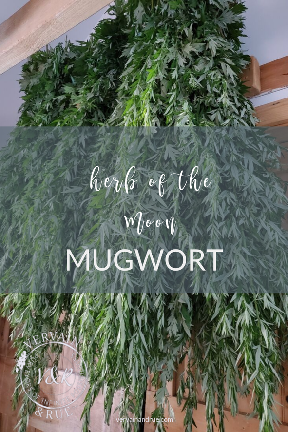 mugwort moon herb